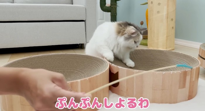 爪研ぎの上の猫