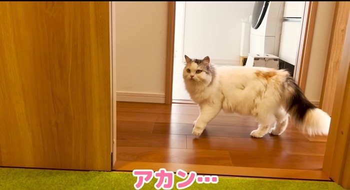 歩いている猫