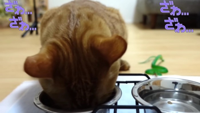 おやつを食べる猫