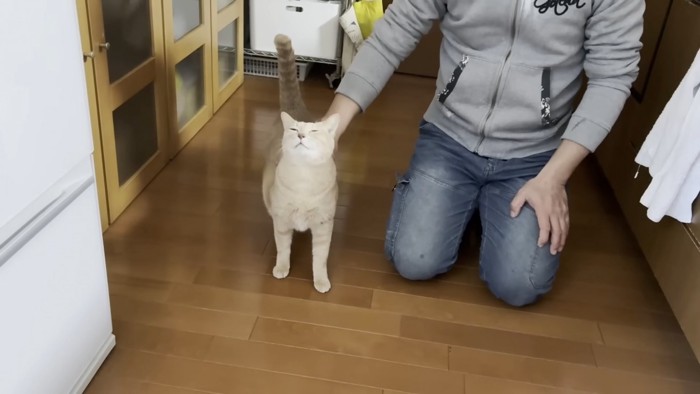 なでられる猫