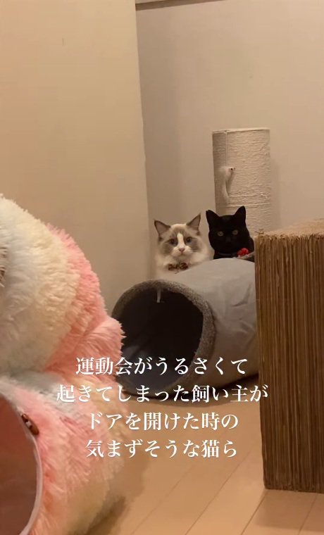 飼い主さんを見る2匹の猫