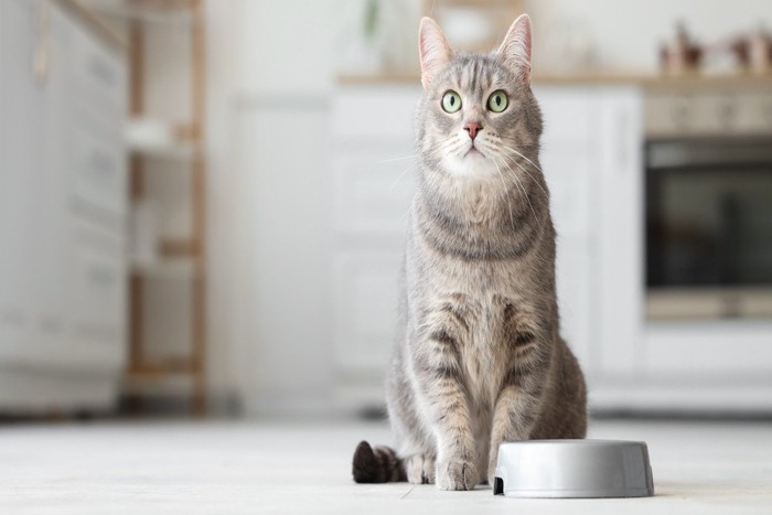 食器の前で待っている猫