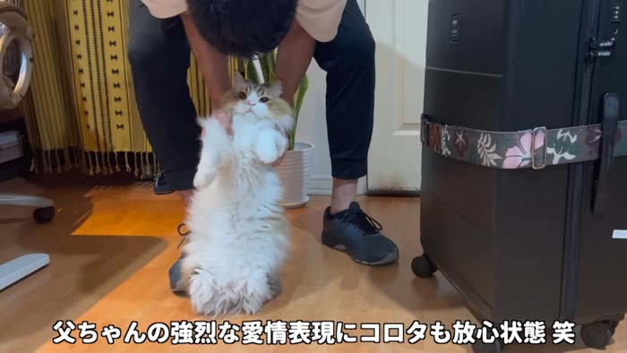 後ろ足で立つ猫