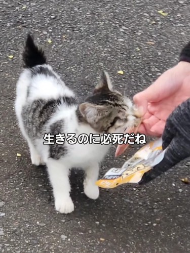 フードを食べる子猫