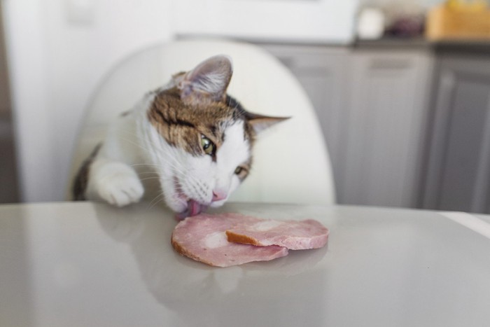 テーブルの上のハムを盗み食いする猫