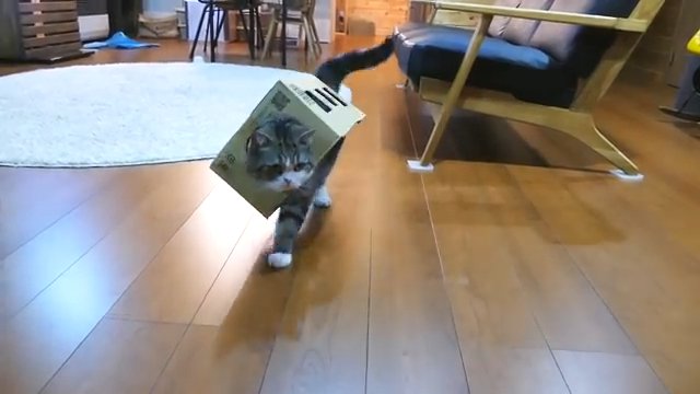 箱を被り歩く猫