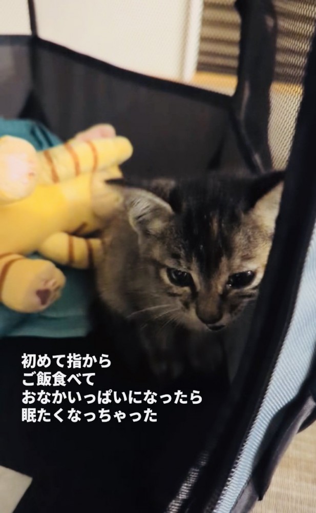 眠気を堪えて鳴く子猫