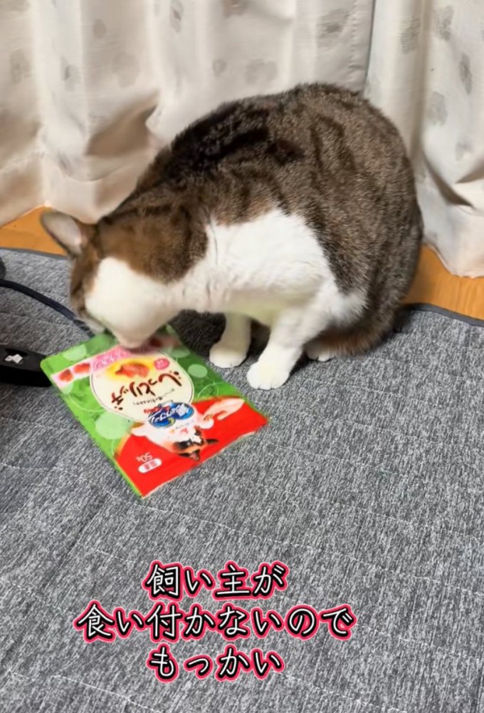 おやつの袋を咥える猫