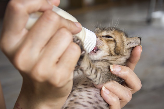 ミルクを飲む手乗り猫