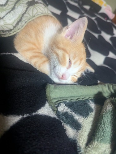 布団をかけてもらって眠る子猫