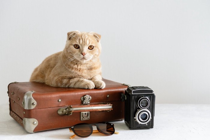 旅行鞄の上に乗る猫