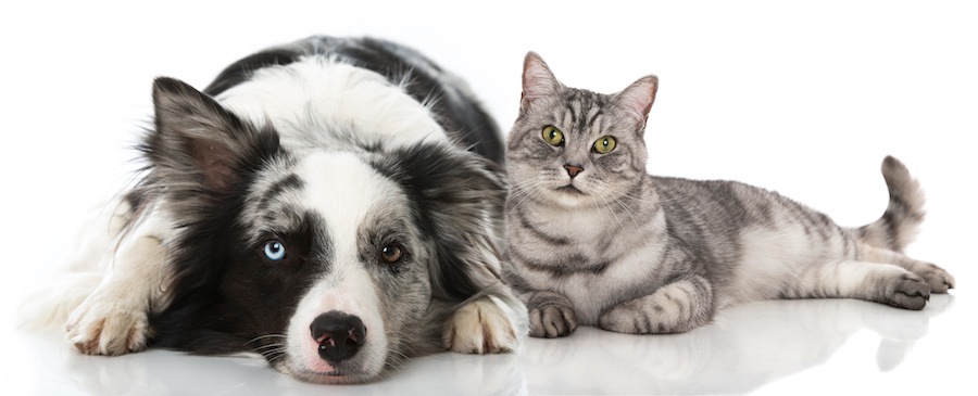 くつろぐ猫と犬