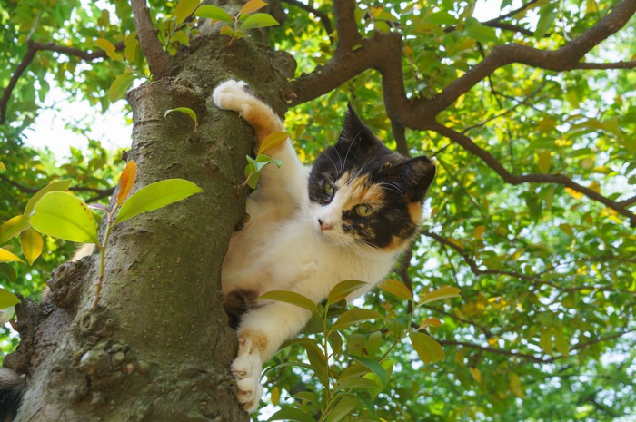 木登りをする猫