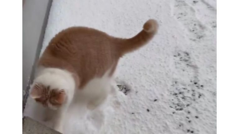 雪の上を歩く猫