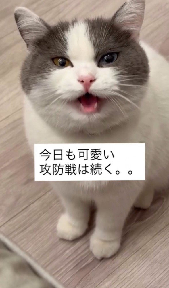 「今日も可愛い攻防戦は…」と書かれている