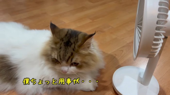 イカ耳の猫