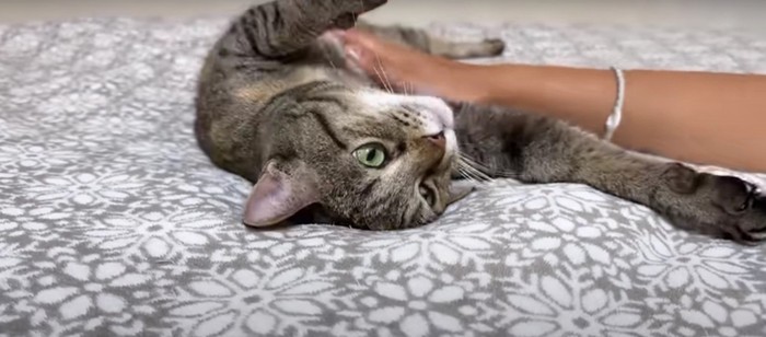 撫でられている猫
