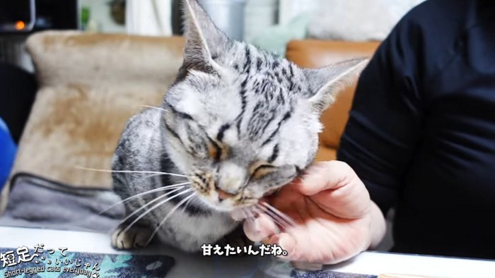 目を閉じる猫