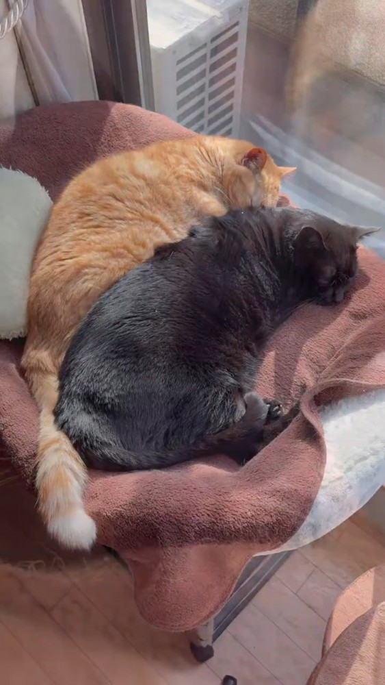 くっついて寝る猫