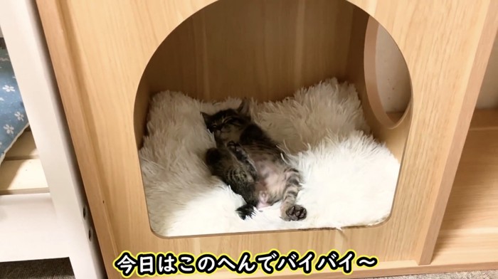 木のおうちの中で眠るもこくんの全身