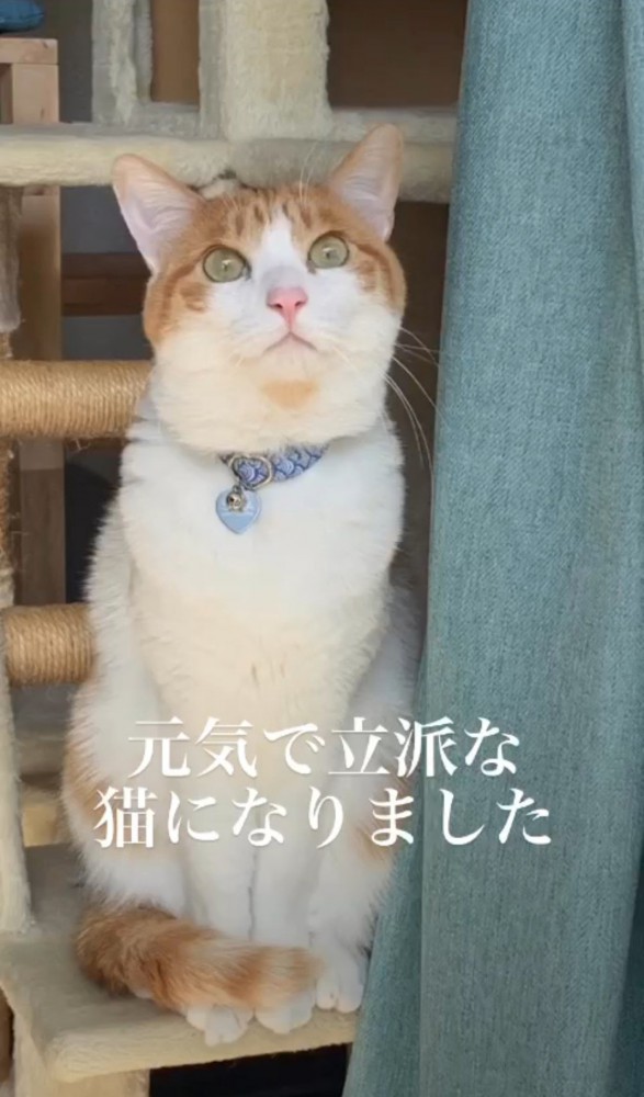 座って見上げる猫