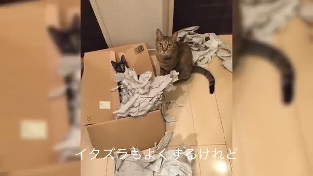 猫と箱の中の子猫