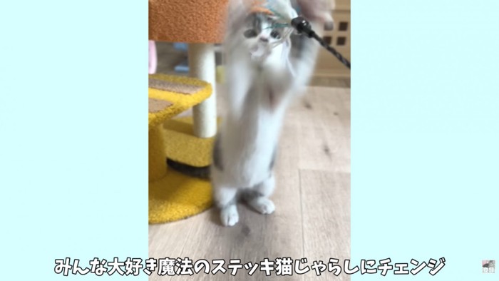 テロップ「みんな大好き～」