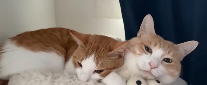 ベッドの上で寝ている二匹の猫