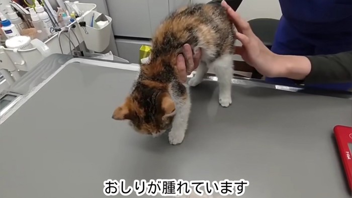 おしりをチェックされる子猫