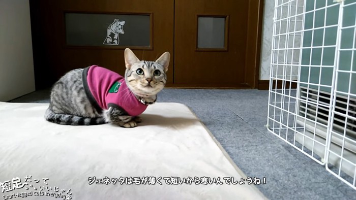 おすわりする猫