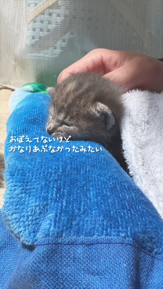 頭をなでられる子猫