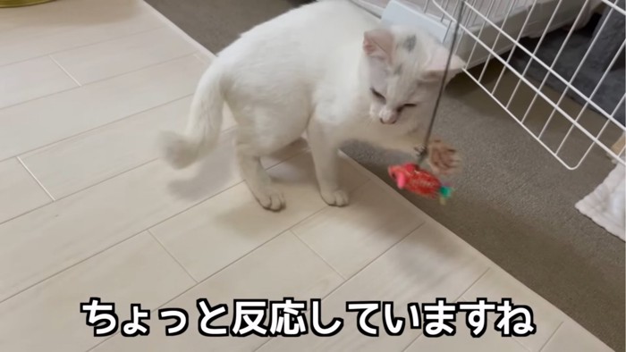 おもちゃに反応する子猫