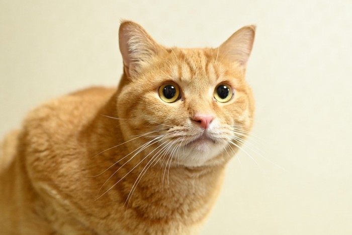 見つめている茶トラ猫