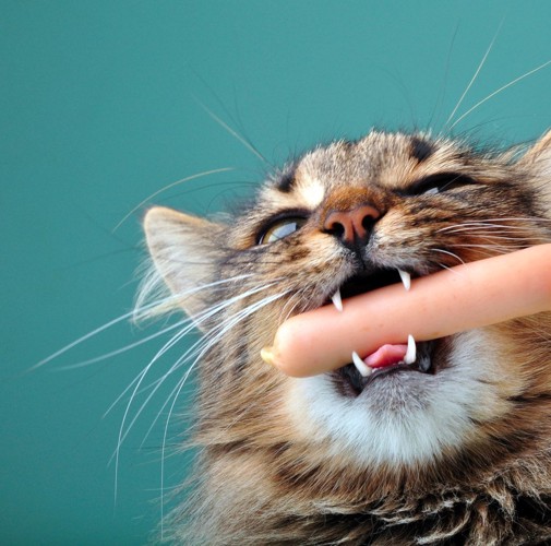 指を噛む猫