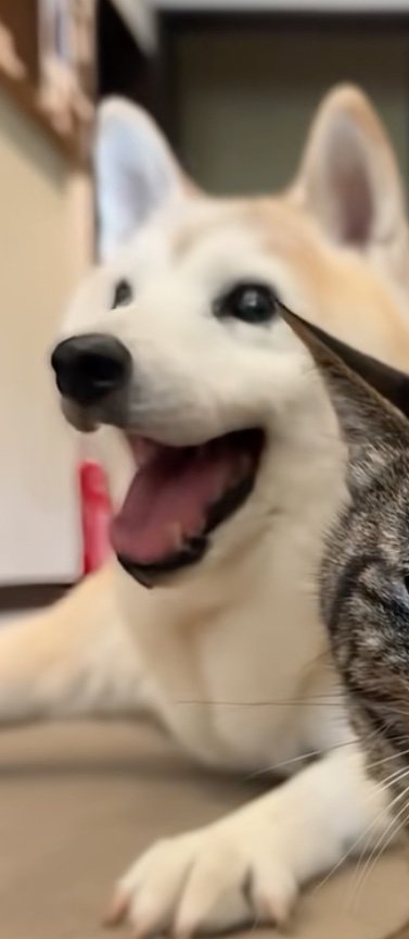 落ち着きなく周りを見回す柴犬
