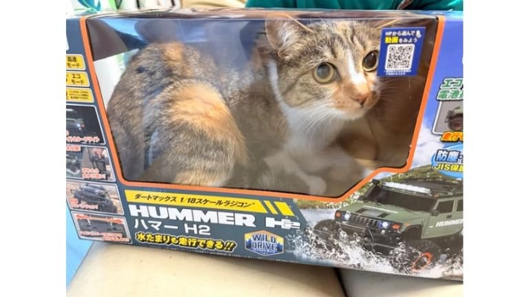 箱に入っている猫