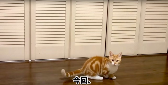 クローゼットの前でカメラを見つめる子猫