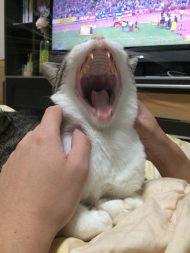 大口を開ける猫