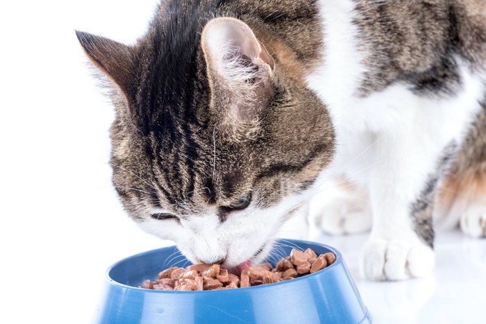 ご飯を食べる猫