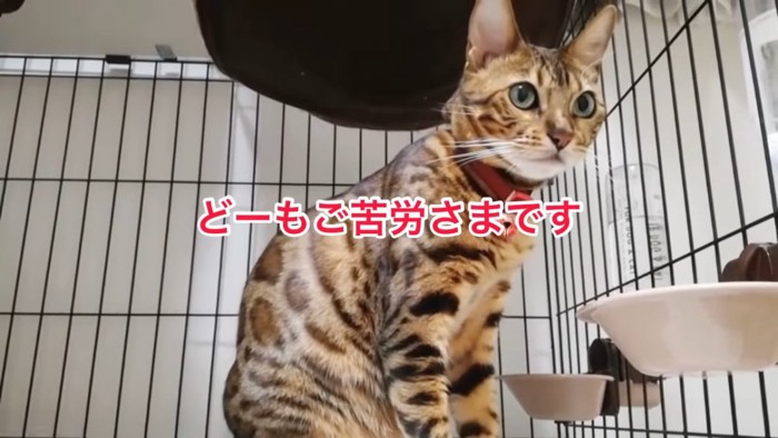 ケージの中でおすわりする猫