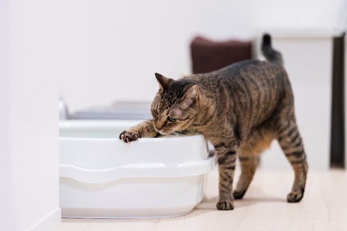 トイレに手を伸ばす猫