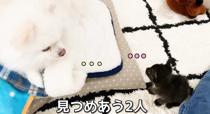 向かい合う猫と犬