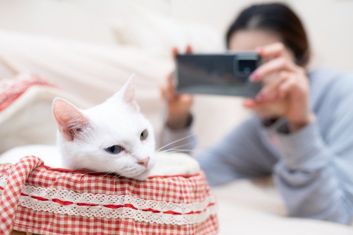スマホで撮影される白猫