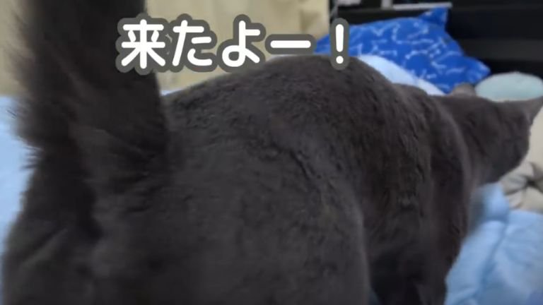 ベッドの上を歩く猫