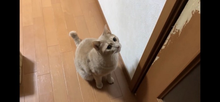 お座りする猫