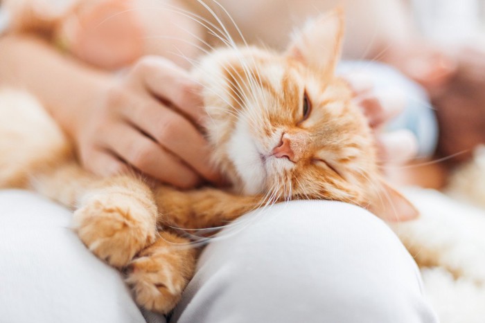 気持ちよさそうな猫