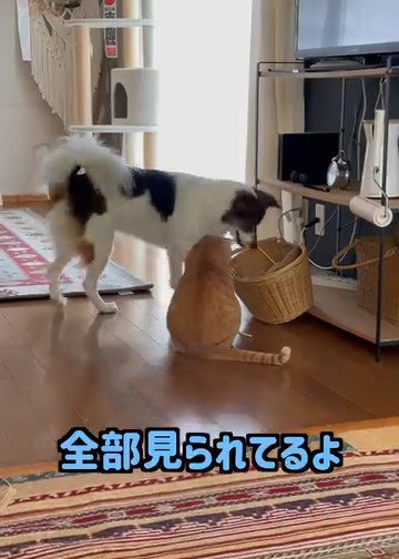 カゴの中を見ている猫と犬