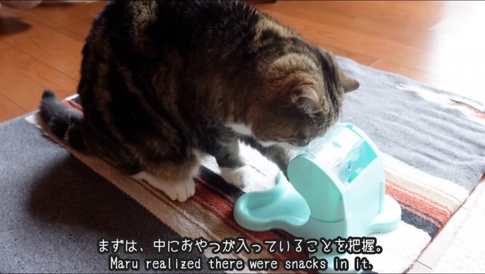 おもちゃを見つめるスコティッシュ・フォールド