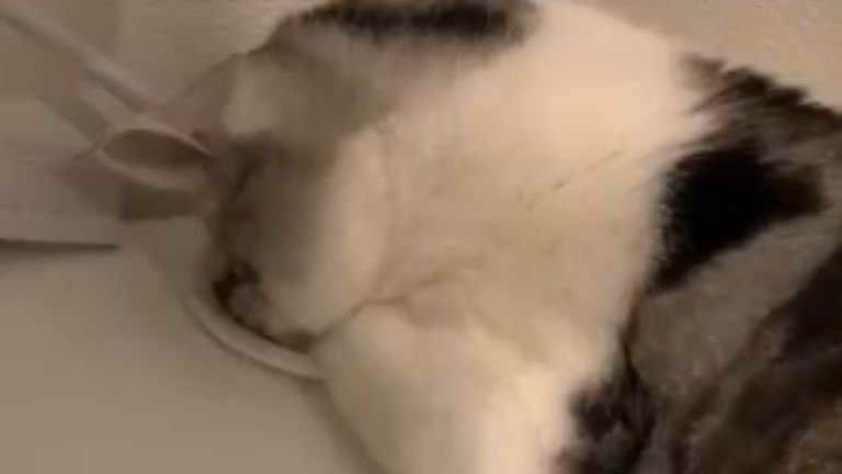 穴を覗く猫