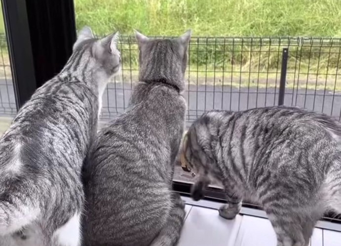 外を見る3匹の猫